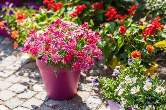 Plantes