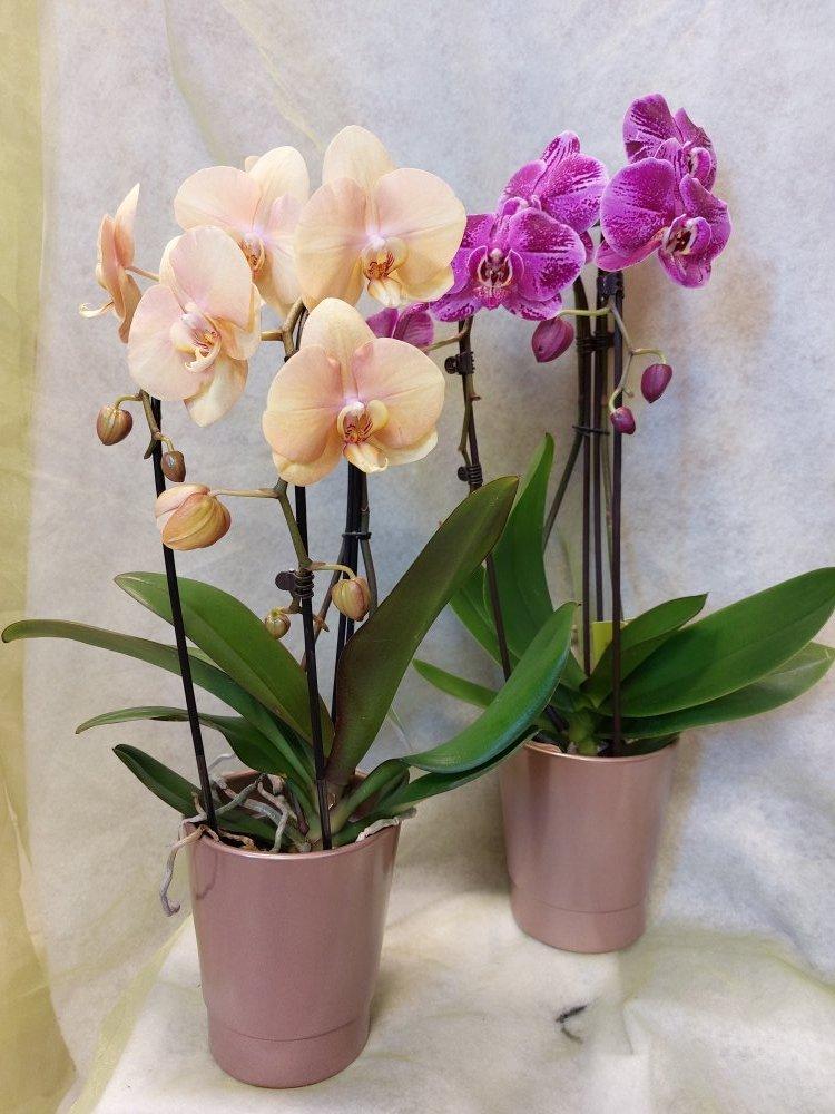 Plantes