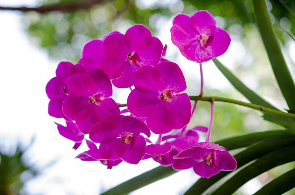 Plantes