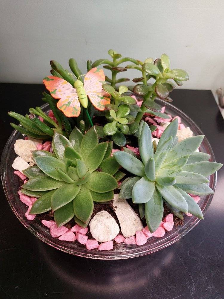 Plantes