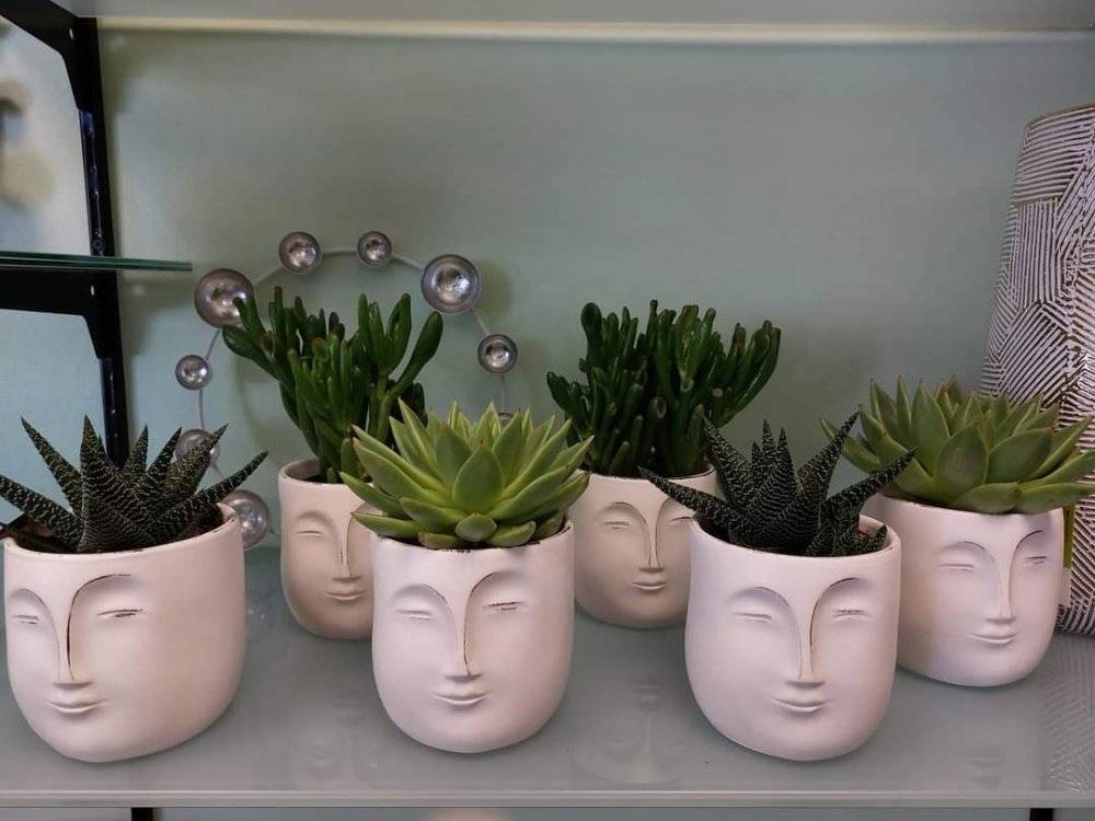 Plantes