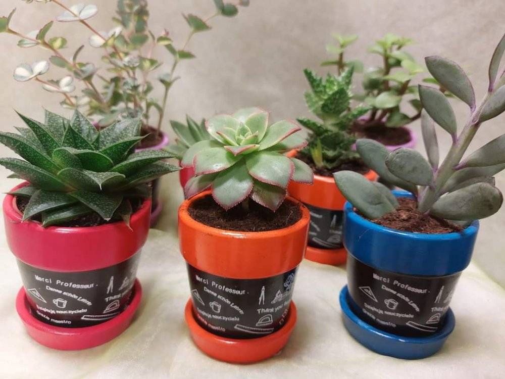 Plantes