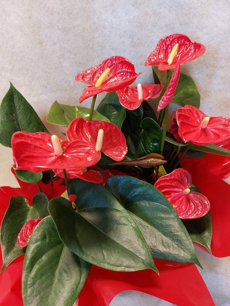 Plantes