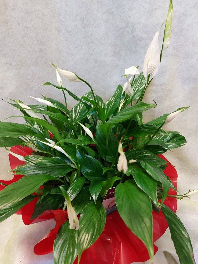 Plantes