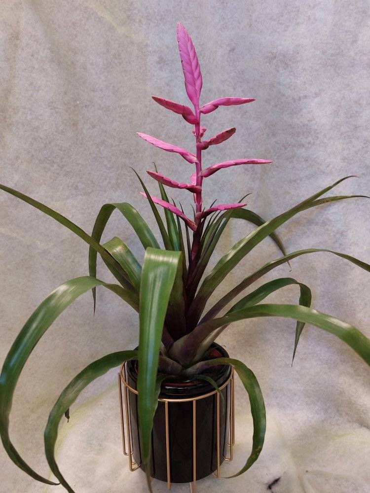 Plantes
