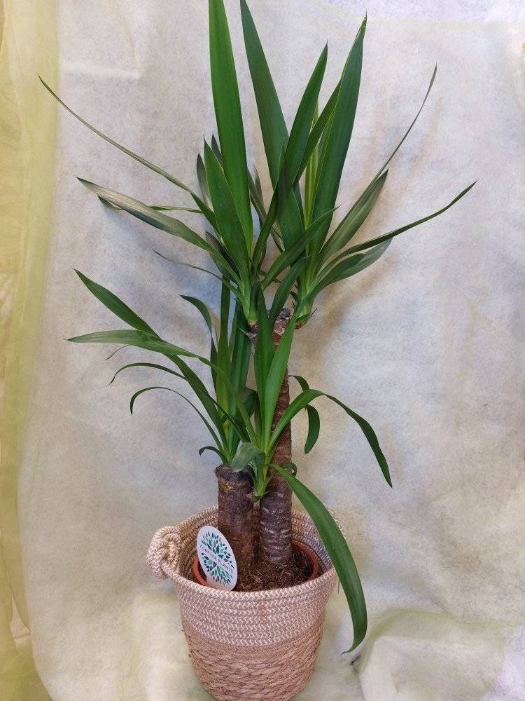 Plantes