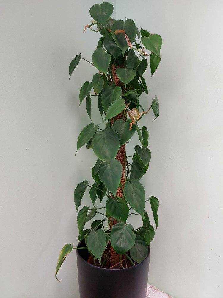 Plantes