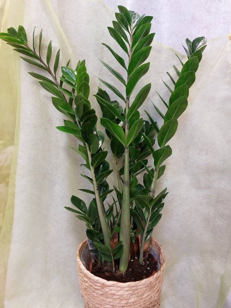 Plantes