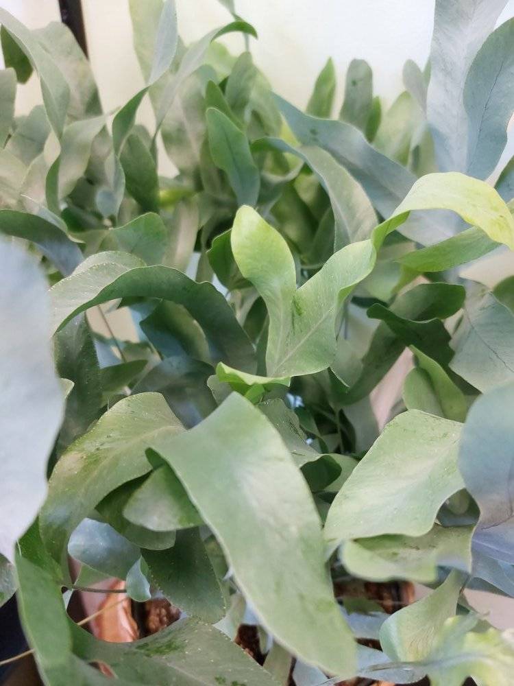Plantes