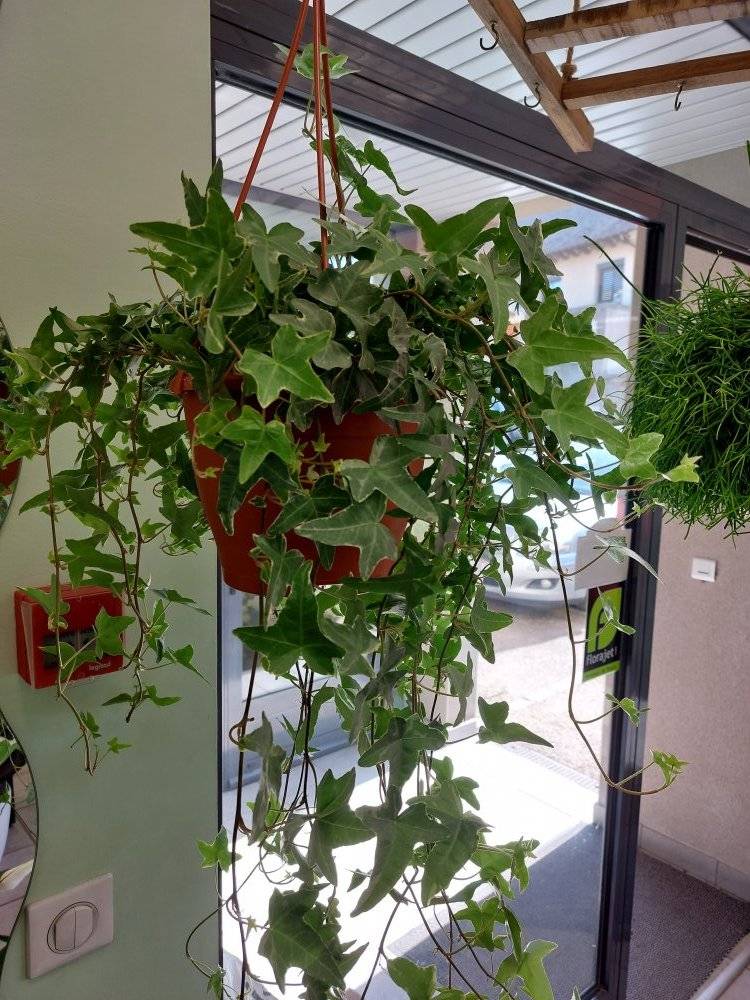 Plantes